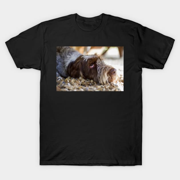 Looking up Spinone T-Shirt by heidiannemorris